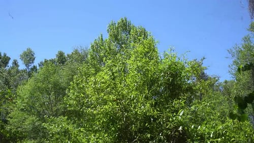 Dies ist ein Video von mehreren Bäumen in einem lokalen Wald, die sich im Wind wiegen, mit klarem blauem Himmel im