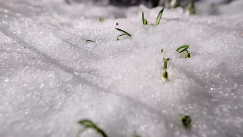 Nahaufnahme von Schneeglöckchenblumen im schnell schmelzenden Schnee im Zeitraffer am Frühlingsmorgen