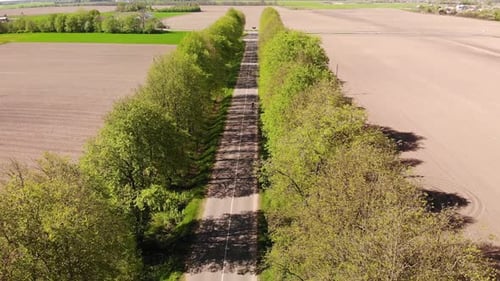 The Alley Road in Early Summer