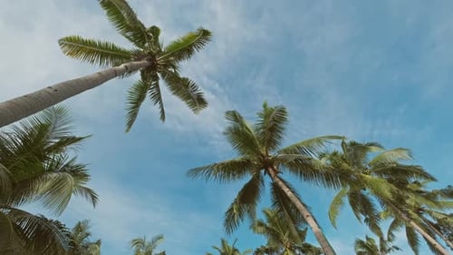 Blue Sky with Tall Green Coconut Palm Trees