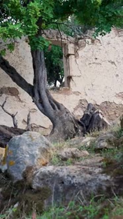 Close-up Vertical Video of Mossy Rocks and Twisted Tree by Ruined Stone Wall, Lesvos, Greece