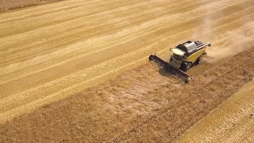 Luftaufnahme eines Mähdreschers, der ein großes reifes Weizenfeld erntet