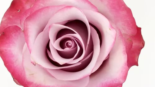 Pink Rose Bloom Close-Up on White Background
