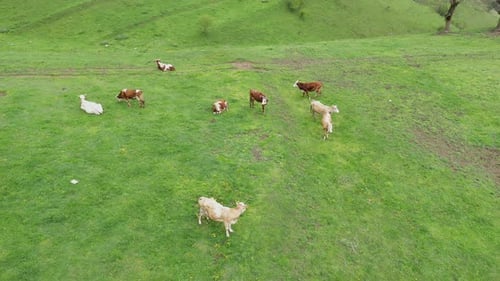 Aerial View of Grazing Cows, Livestock in a Green Meadow, Pasture