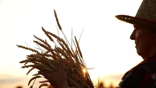 Farmer Holds Wheat Stalks in Golden Sunlight