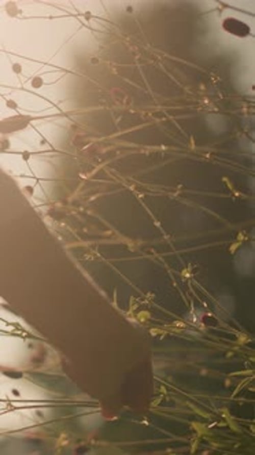 Jardinier cueillant des fleurs sauvages en plein soleil avec effet silhouette