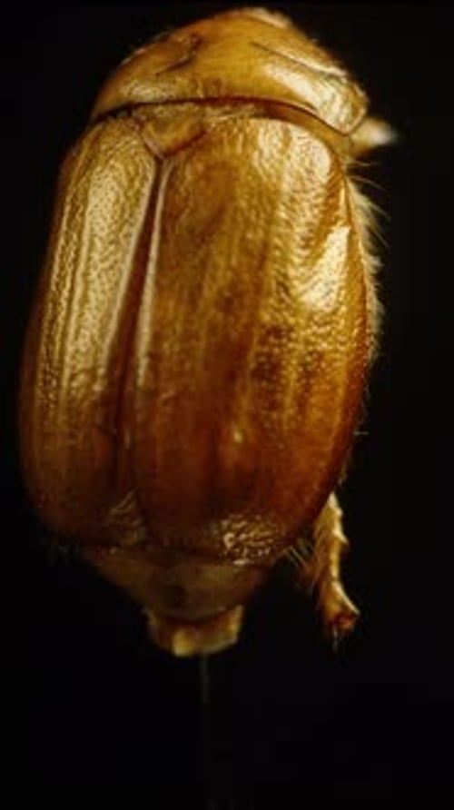 Close Up Of A Shiny Beetle Specimen
