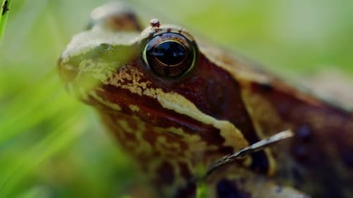 Das Meisterwerk der Natur: Die Enthüllung verborgener Muster in Landschaften von oben