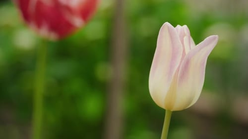 Elegant Pastel Tulip in Soft Focus Garden Setting