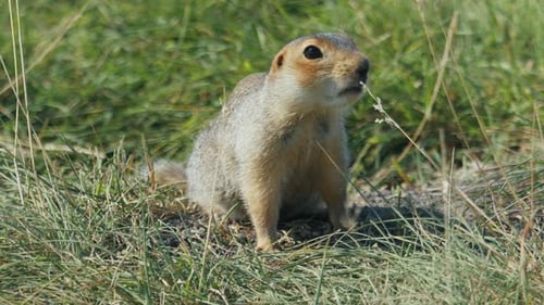 Das Europäische Erdhörnchen oder Spermophilus Citellus auf dem natürlichen Lebensraum im Sommergrün