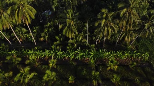 Slow reveal over lush palm tree plantation of Buddhist temple; Vietnam