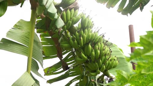 Unripe bananas in the jungle close up in india
