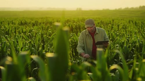 Farmworker Inspecting Conditions Of Young Maize Plants In Field Making Note In Tablet Agribusiness