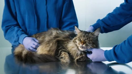 Plano de perto de Calm Large Maine Coon Cat at Veterinary Consult Check Up