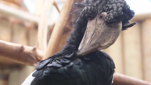 A Majestic Bird Featuring Unique Characteristics in Its Natural Habitat and Environment