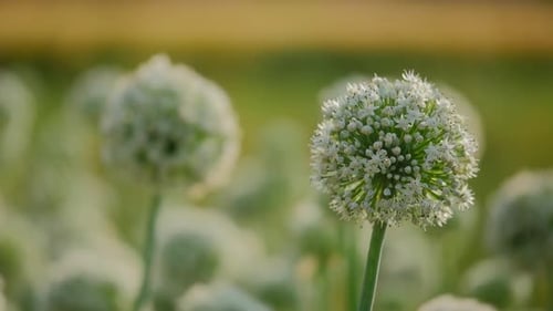 Closeup White Onion Flower Bloom