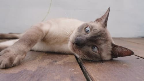 Chat siamois aux yeux bleus aux yeux croisés couché sur le côté avec les pattes levées et les griffes tendues sur du bois