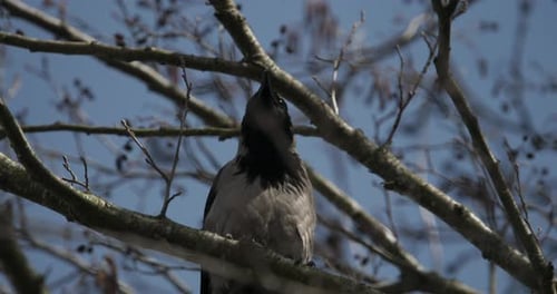 Die Krähe mit Kapuze Corvus Cornix