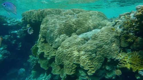Мassive colony of hard corals dangling from edge of coral plateau