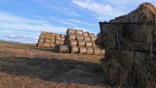 Golden hay bales rolled in autumn meadow under sunny blue sky in peaceful farmland