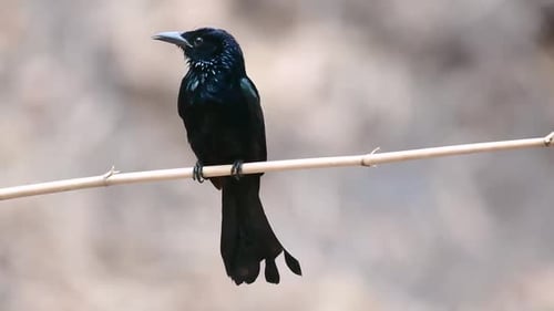 The Hair-crested Drongo or is a bird in Asia from the family Dicruridae which was conspecific with D