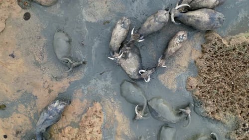 Water Buffalo Wallowing in Muddy Pit from Above