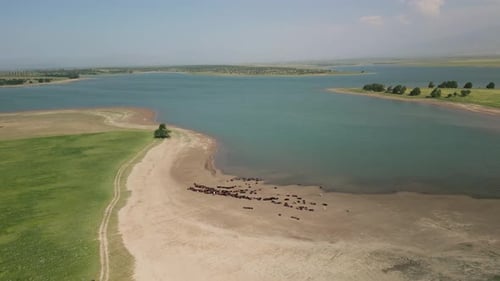 Cattle Herding Along the Shoreline of Reservoir with Open Steppe Landscape