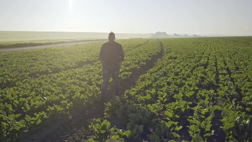 Farmer Walking Between Salad Crops in His Farm on Sunny Day