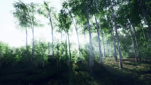 White Birch Grove in Spring