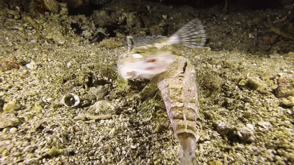 Two Lizardfish Mating on Ocean Floor, Nature Stock Footage ft ...