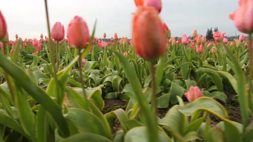 Field Of Tulip Flowers