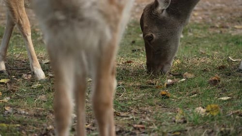 Roe deer eating grass and walking in the park close up slow motion. Young true deer grazing