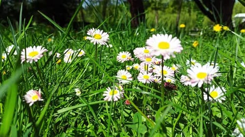 Im Wind wiegende Blumen