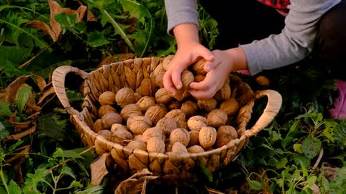 A Child Harvests Walnuts in the Garden Selective Focus