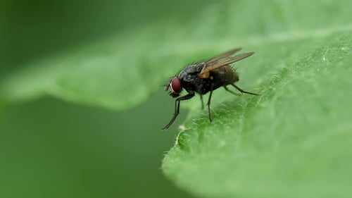 Detailed Macro Shot of a Fly Cleaning