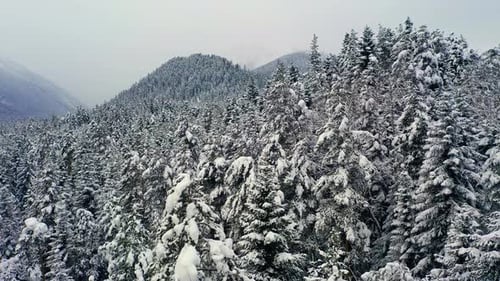 Beautiful snow scene forest in winter. Flying over of pine trees covered with snow.