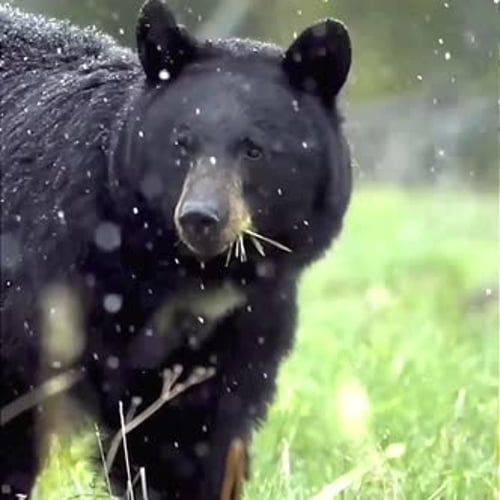 portrait of black bear eating grass