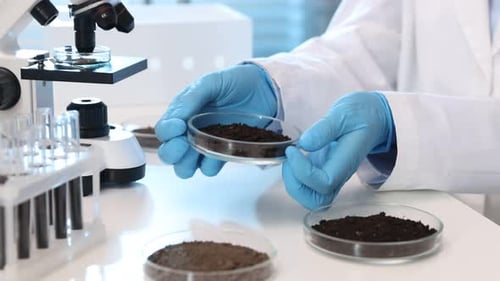 Scientist examines soil samples in petri dishes