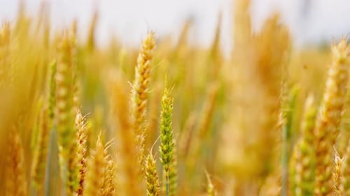 Closeup Rack Focus of Wheat Kernel Swaying in Open Field, Shallow Depth