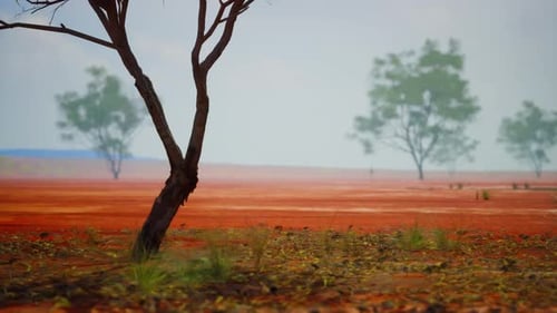Arid Desert Landscape Slow Pan with Sparse Trees