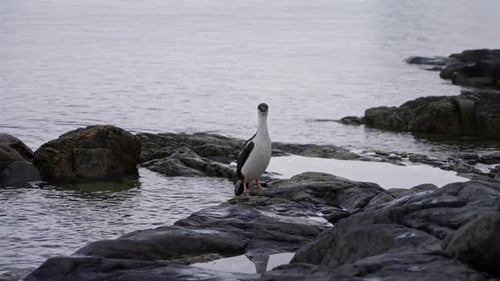 Shag antártico em pé sobre rochas costeiras