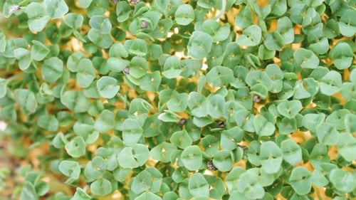 Top View of Microgreens, Sprouted Chia Seeds, Illuminated from Below. Dolly slider extreme close-up.