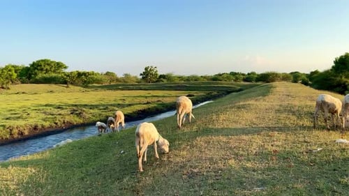 A Herd of Sheep Grazing on the Estuary of the Baluran National Park, Indonesia.