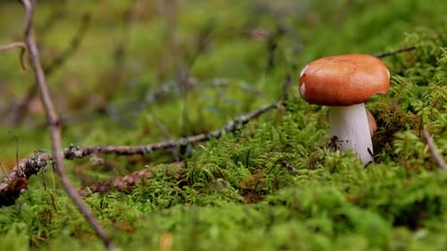 Nature, Environment and Mushrooms Concept - Russule Growing in Autumn Forest Autumn