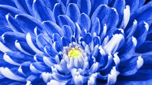 Blue Chrysanthemum Flower Moving Petals While Blooming in Time Lapse Close Up. Nature Background