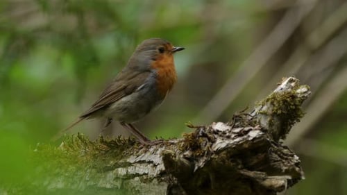 Filmmusik Ansicht von Rotkehlchen, Wildtiere im Wald