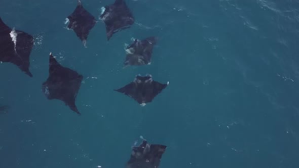 Manta Rays hunting in numbers filmed with drone in Great Astolabe Reef ...