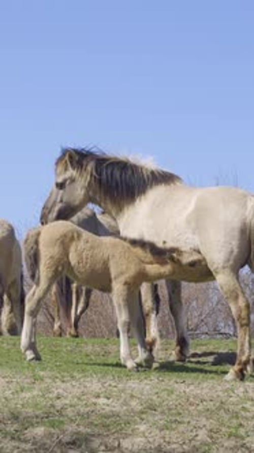 Slow motion, Baby wild horse suckling mother milk