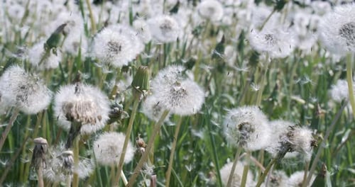 Fluffy Seeds dandelions Flying Over the Clearing.