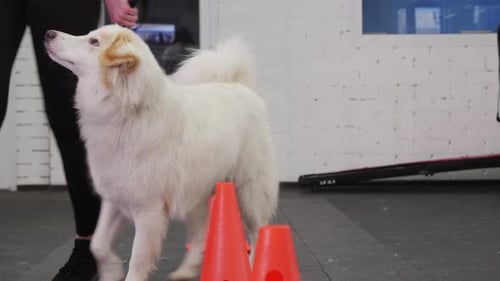 Trained Golden Retriever Dog Bypasses Obstacles on the Training Area